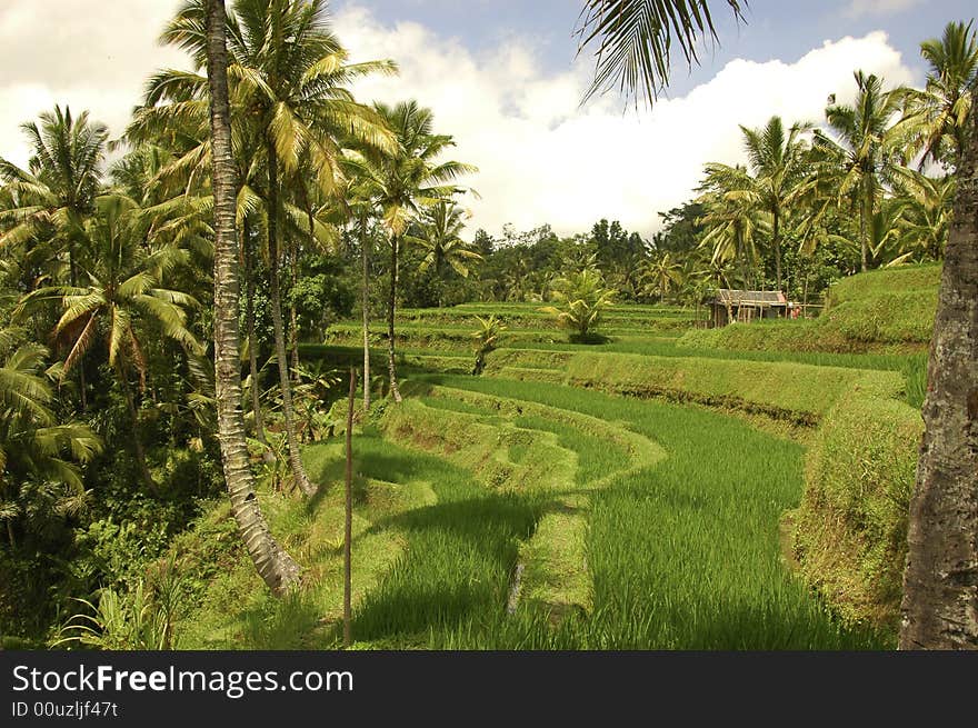 Rice Terrace of Bali Indonesia