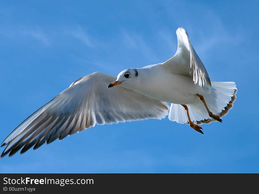 Close-up of seagull, flying over blue sky