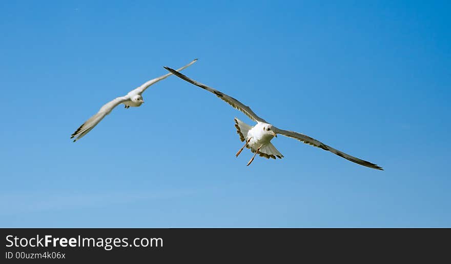 Close-up Of Seagulls