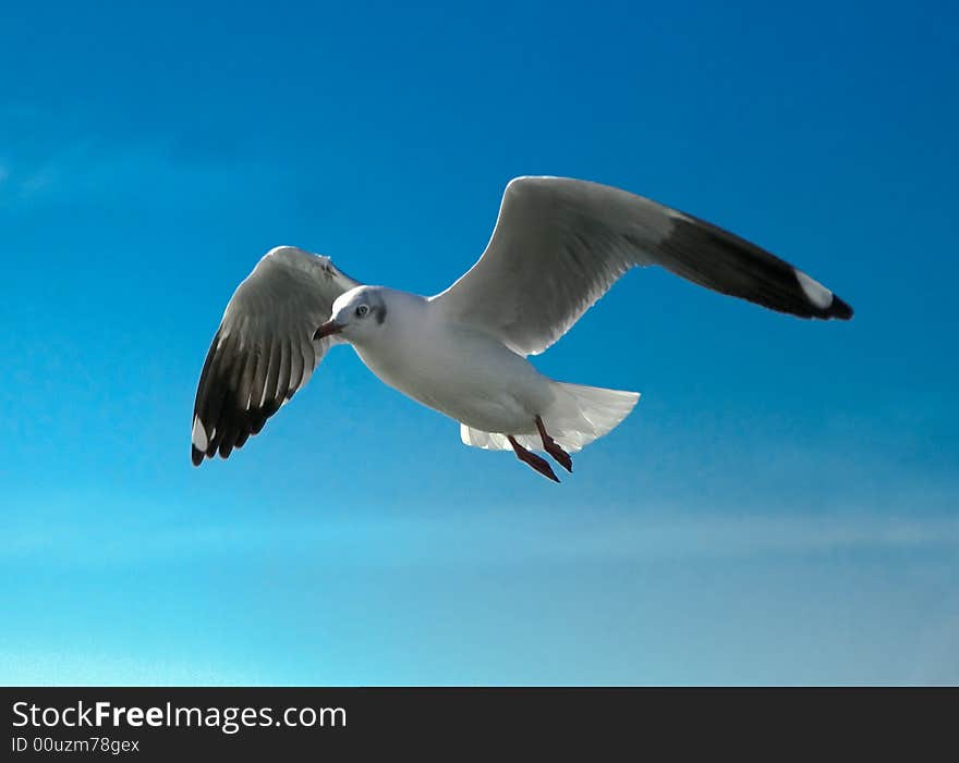 Close-up of seagull, flying over blue sky