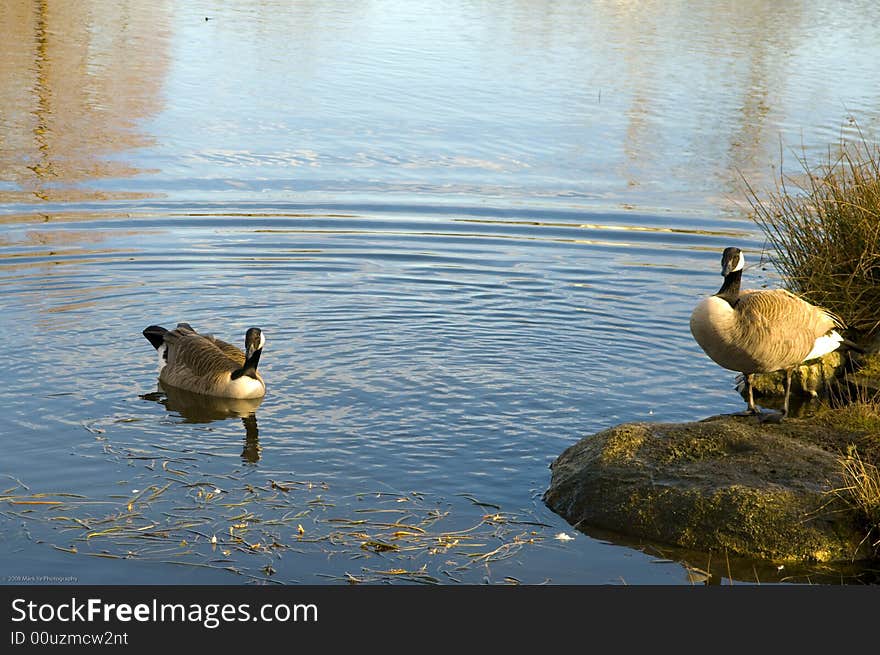 Two ducks in a pond, with golden sunshine on their feathers