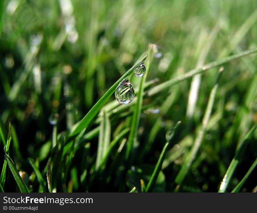 Close up of grass stalk with morning dew. Close up of grass stalk with morning dew