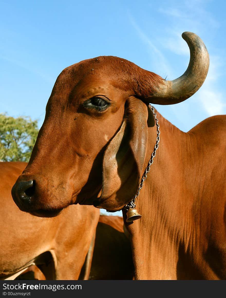 A Indian golden cow