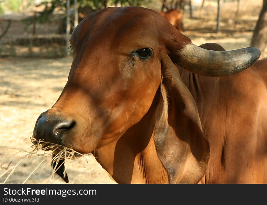 A Indian golden cow