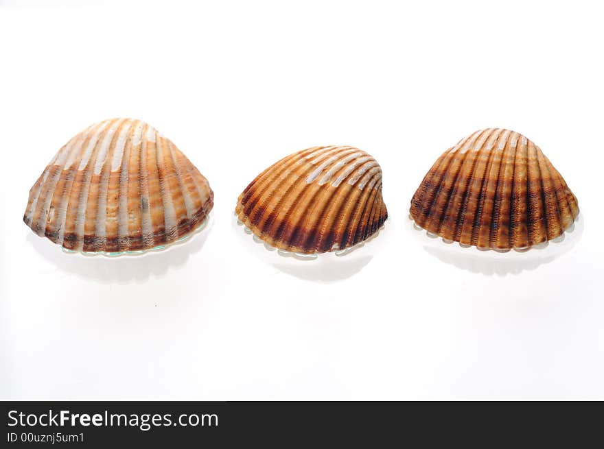 Sea shells on a white background