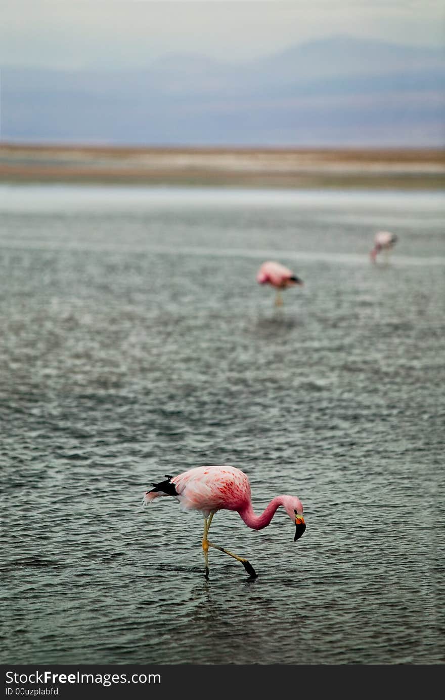 Flamingos In Shallow Water