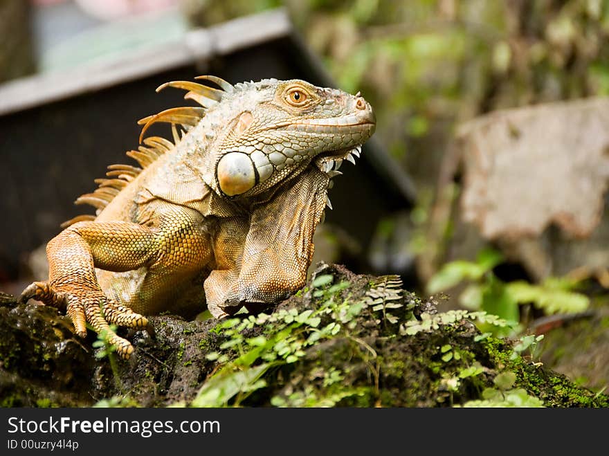 Colorful iguana lizard in the sun