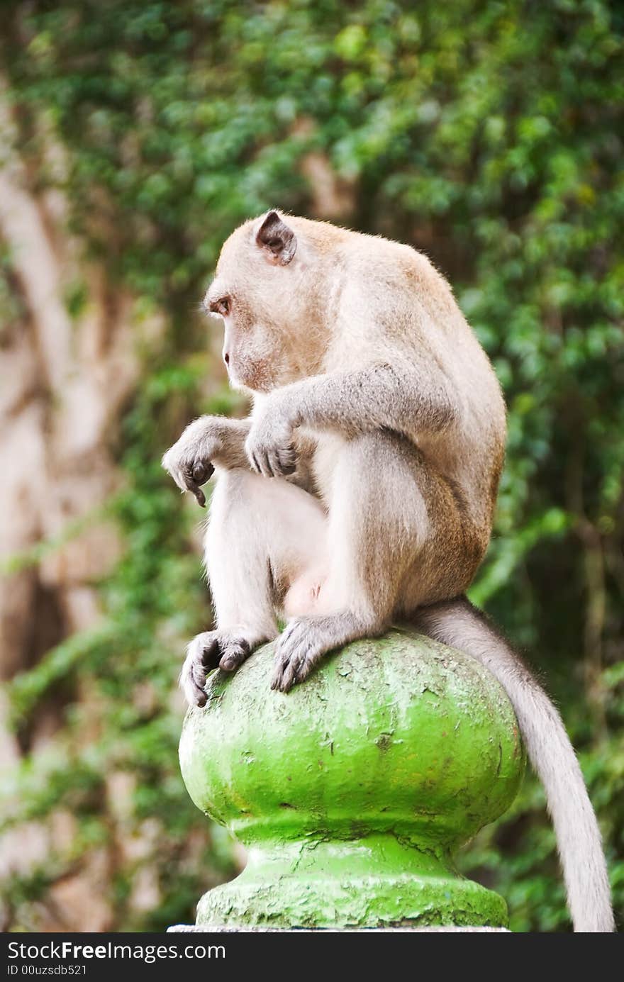 Monkey sitting on top of a pole. Monkey sitting on top of a pole