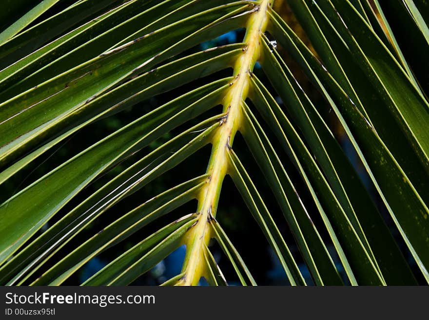 Leaf Detail