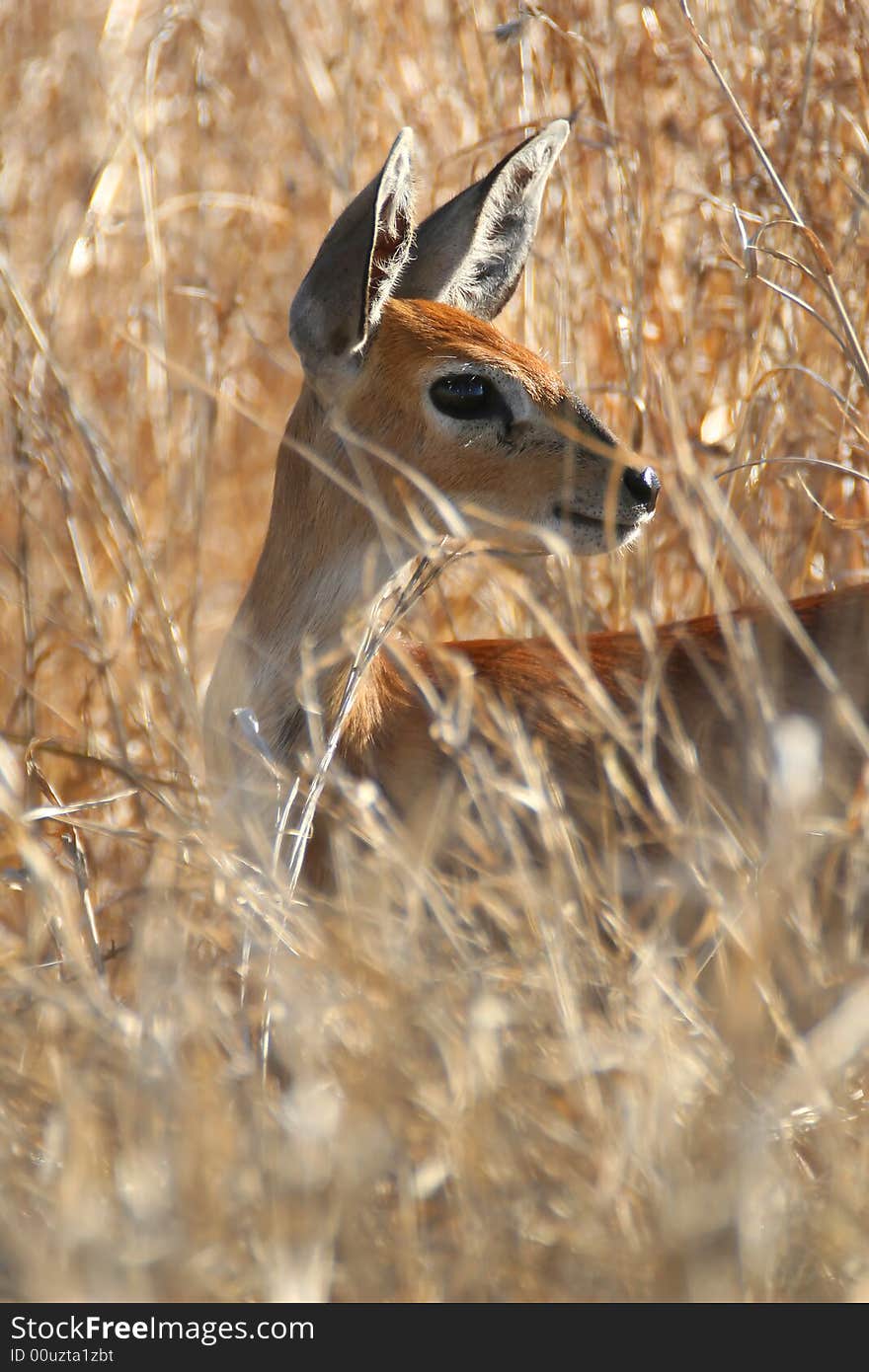 Steenbuck taken in the kruger national park south africa