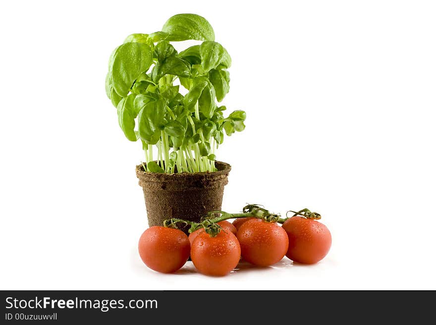 A Fresh Basil Plant And Red Tomatos Isolated