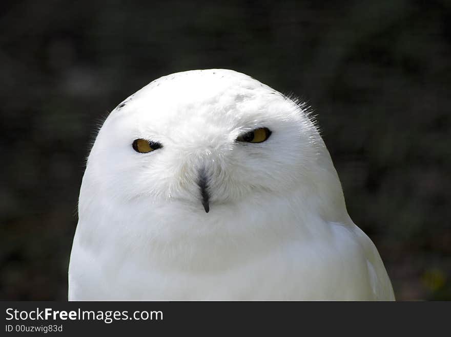 Snowy white owl