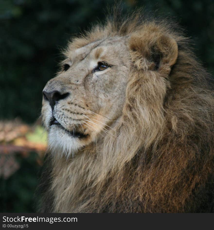 Photo with lion in national park