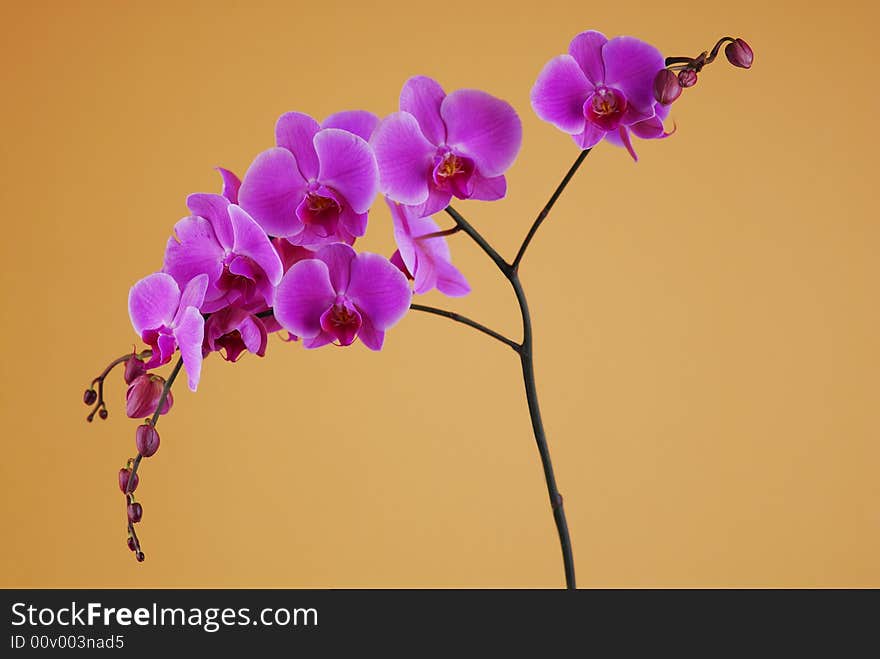 Pink orchid