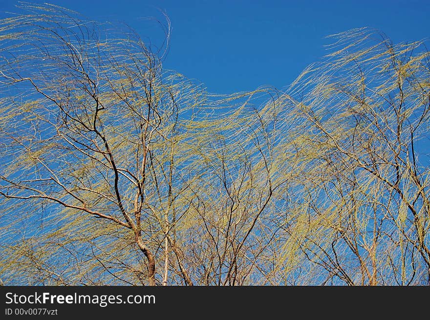 Spring has arrived at , the wicker has danced in the air in wind , has resembled hair of the beautiful woman. Spring has arrived at , the wicker has danced in the air in wind , has resembled hair of the beautiful woman