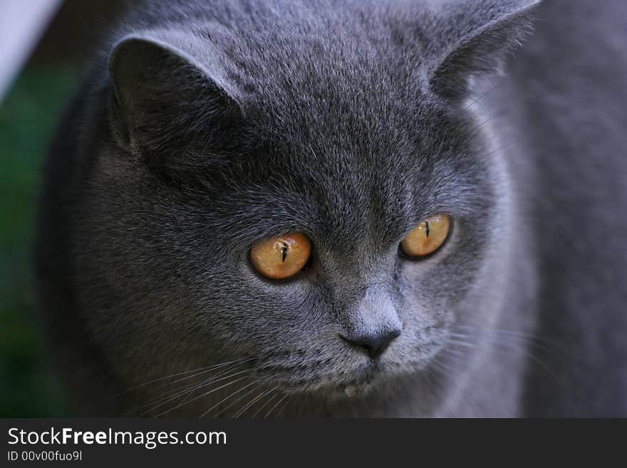 Close-up of a female british short hair. Close-up of a female british short hair