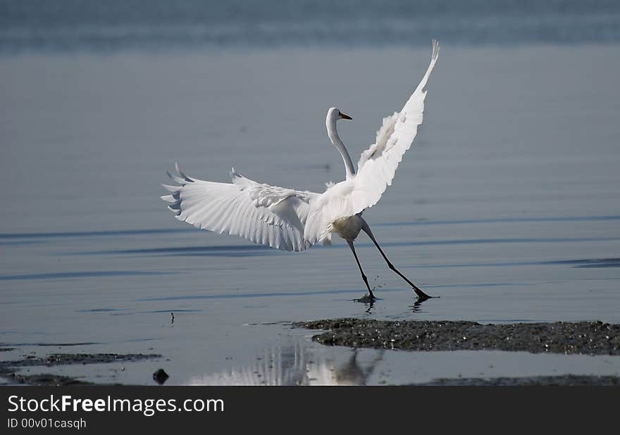 Egret Landing