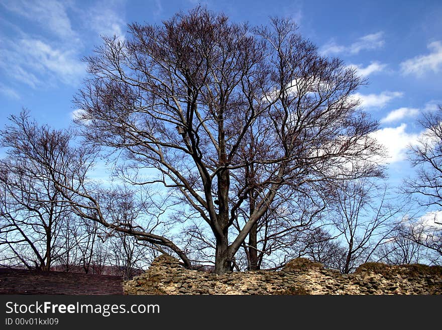 Full-grown tree