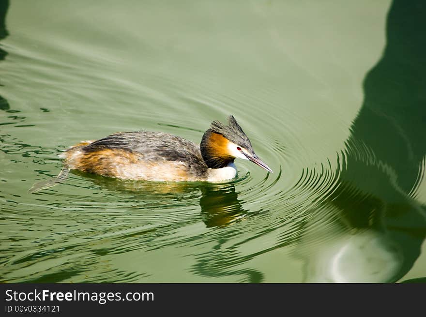 Goosander