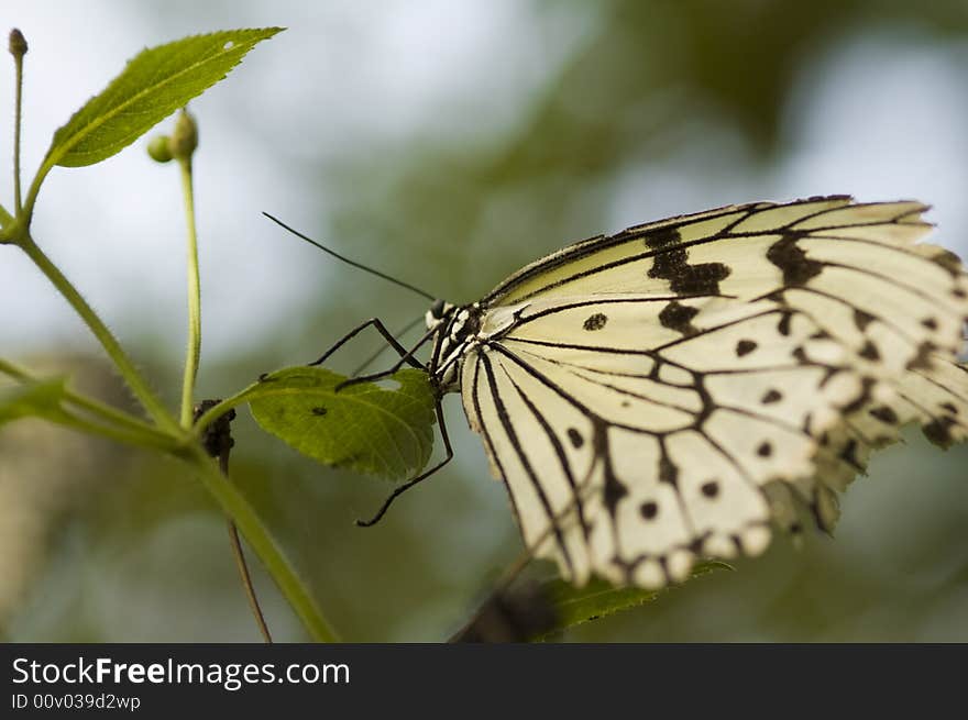 Yellow butterfly istoops on a leaf. Yellow butterfly istoops on a leaf