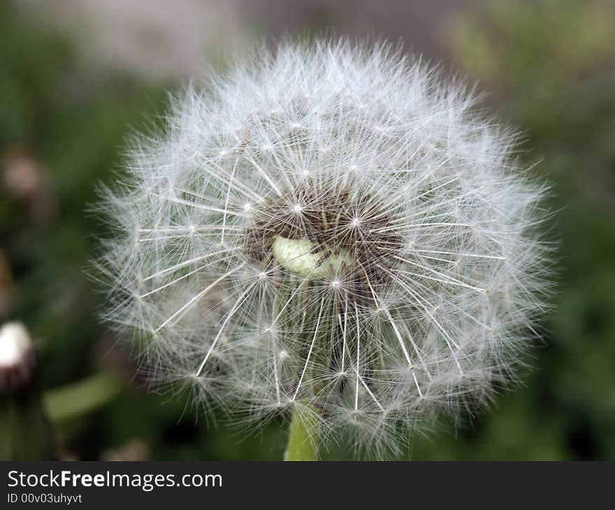 Photo of a blooming sonchus. Photo of a blooming sonchus