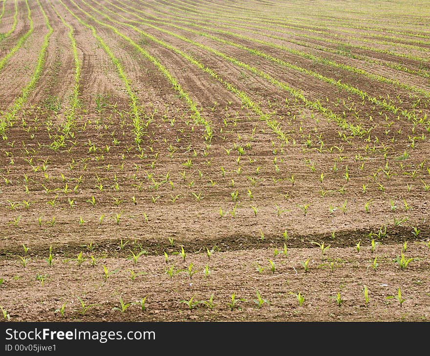 Photo of some polish green cornfield. Photo of some polish green cornfield