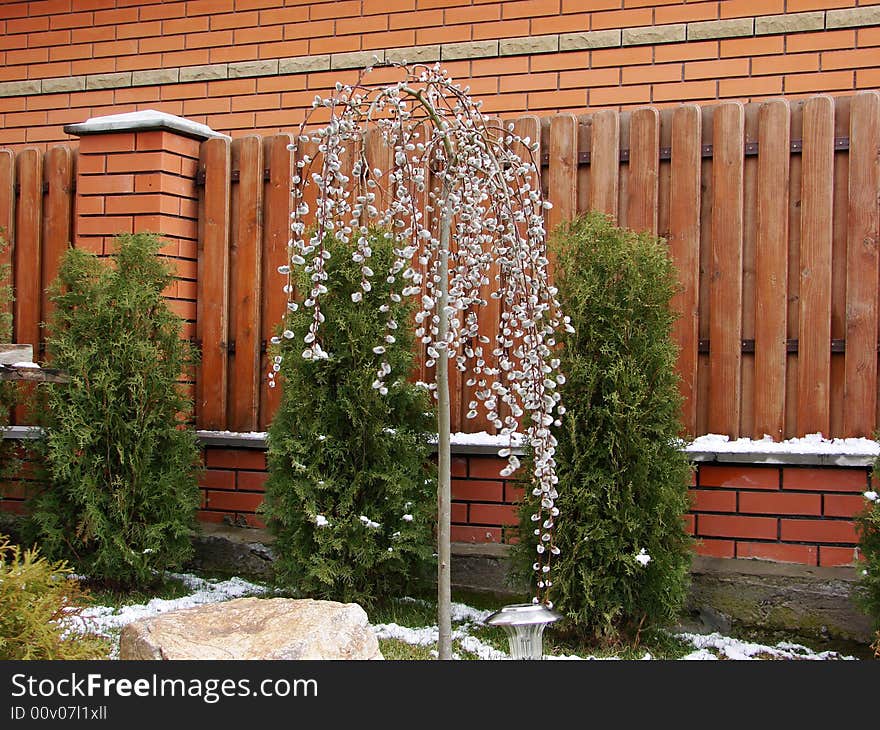 A flowering willow is in a spring garden