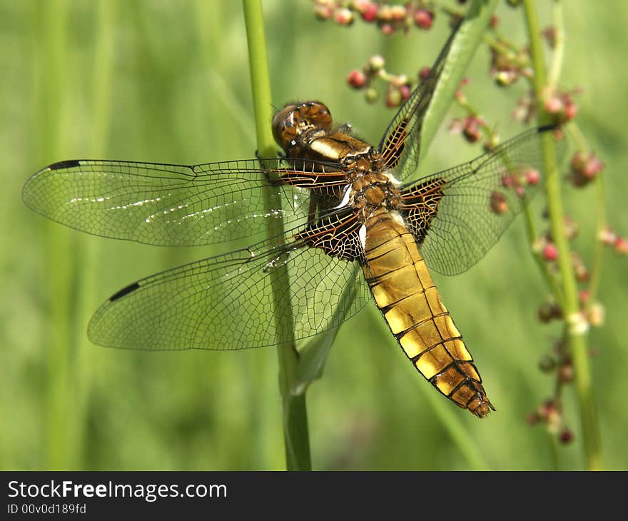 Closeup photo of colorful dragonfly. Closeup photo of colorful dragonfly