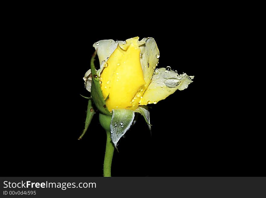 Yellow rose in the night