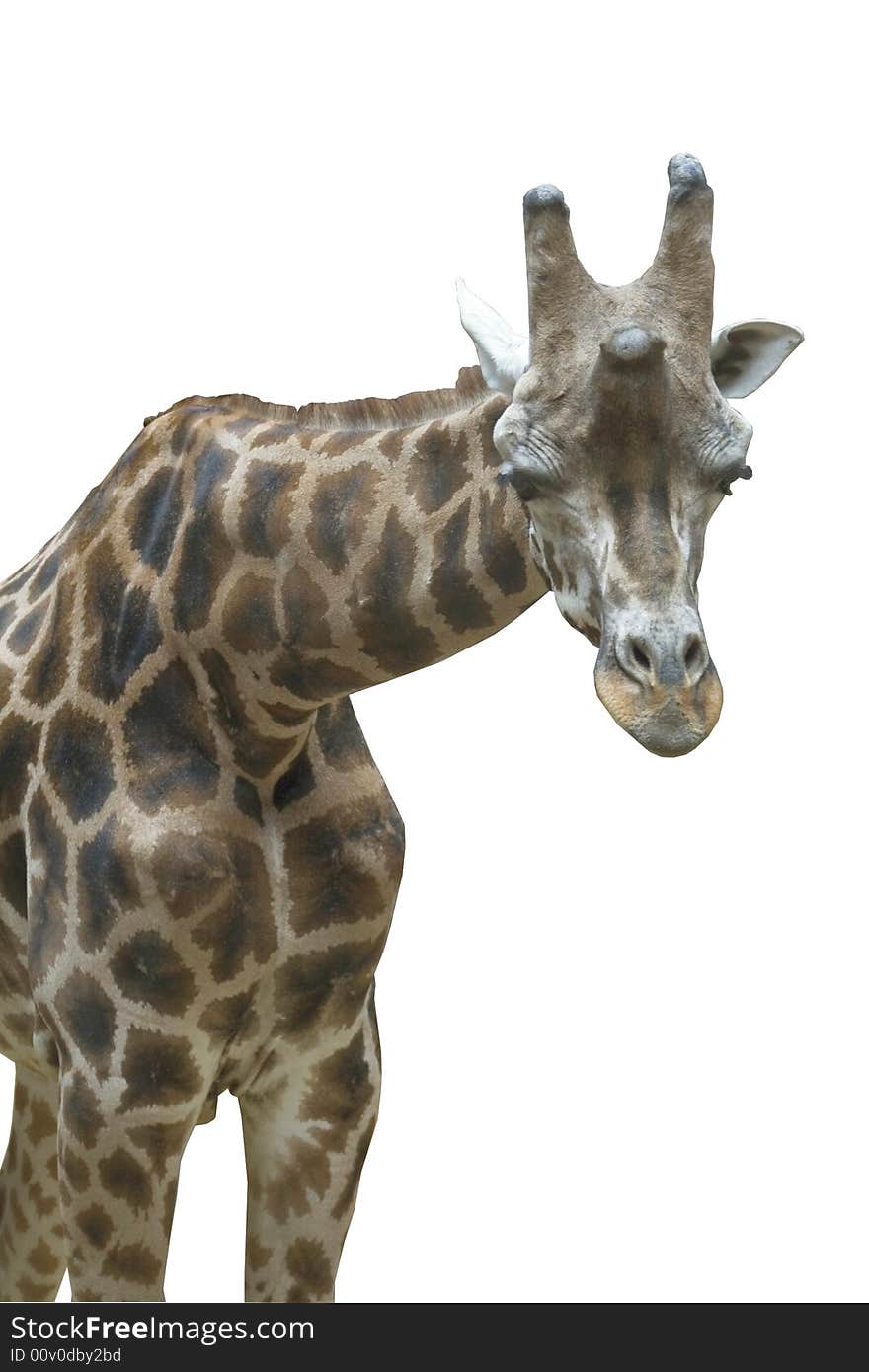 Giraffe as isolated object in the zoo