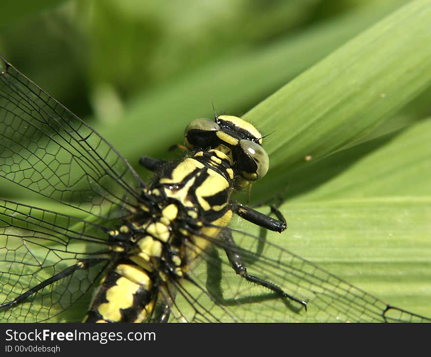 Closeup photo of colorful dragonfly. Closeup photo of colorful dragonfly