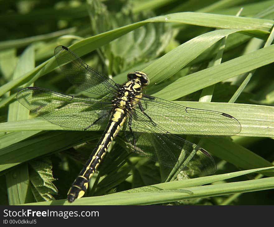 Closeup photo of colorful dragonfly. Closeup photo of colorful dragonfly