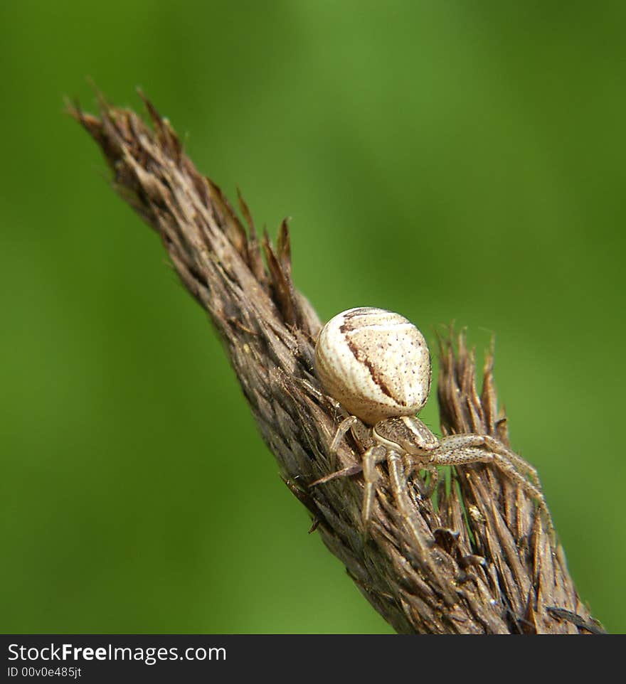 Closeup photo of a small spider. Closeup photo of a small spider