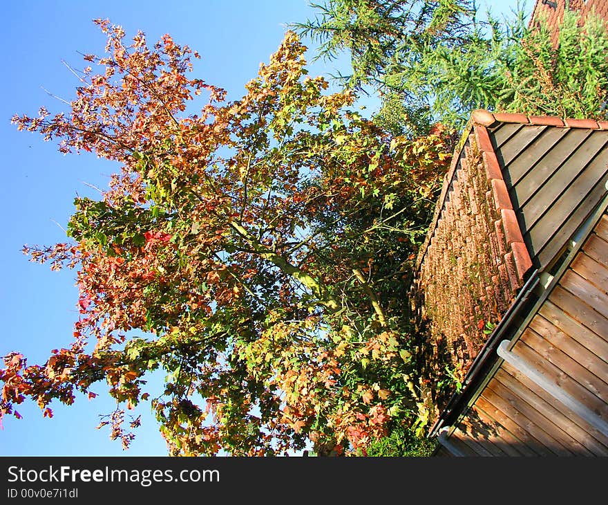 Garden shed with overhanging trees. Garden shed with overhanging trees.