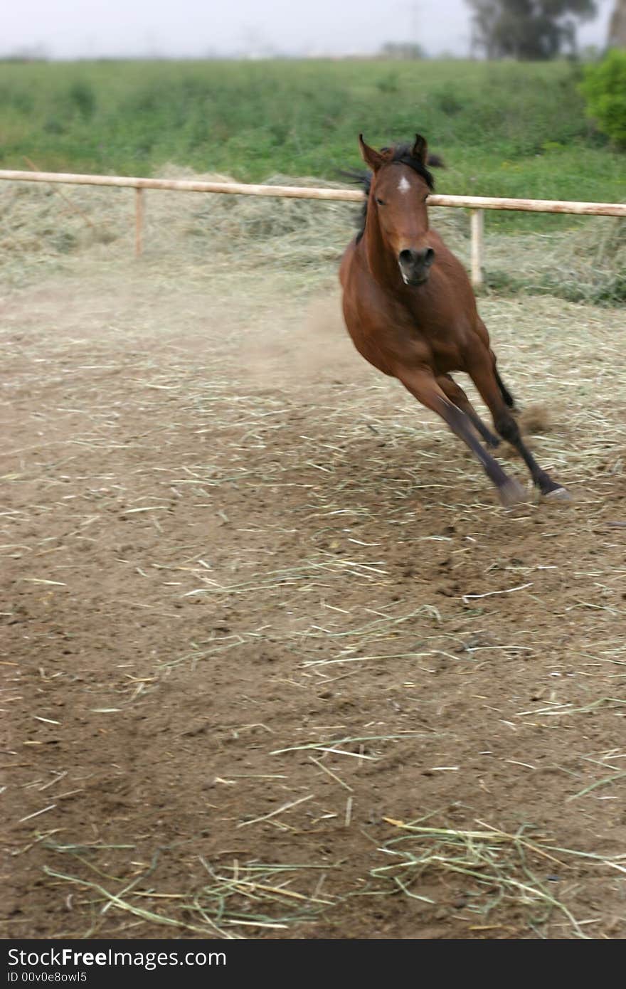 A horse in training, an arabian female horse. A horse in training, an arabian female horse