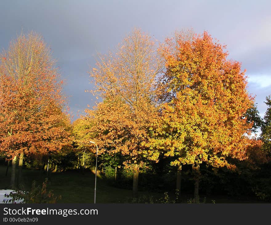 Natural light falling on a group of trees on an autumn day.