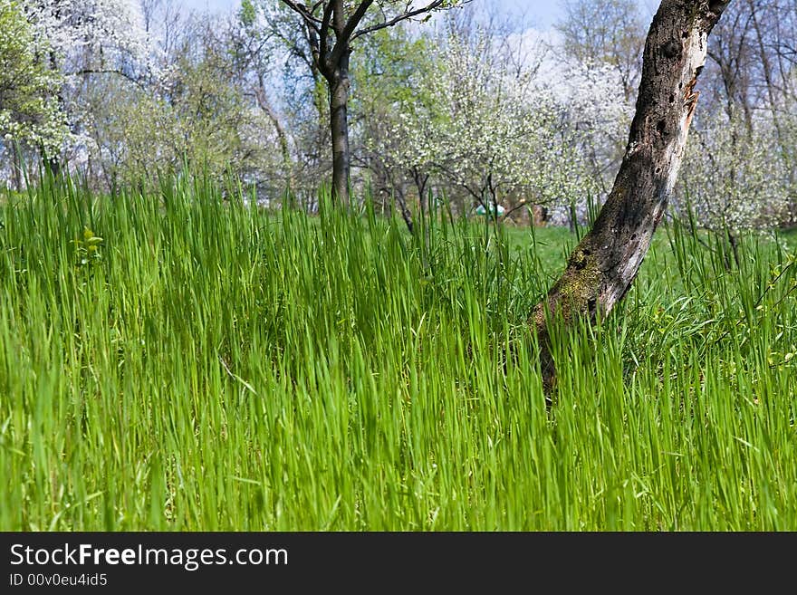 Grass in the orchard