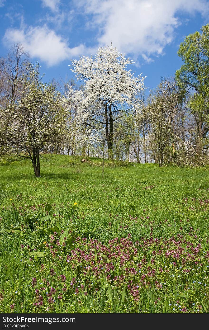 Orchard and the field