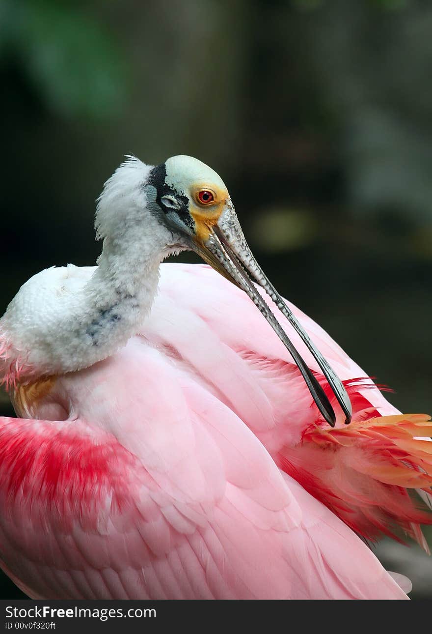 Colorful Pelican