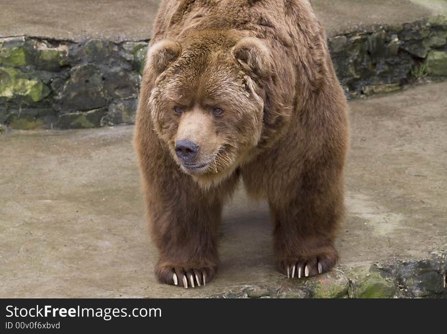 Brown bear close-up in zoo