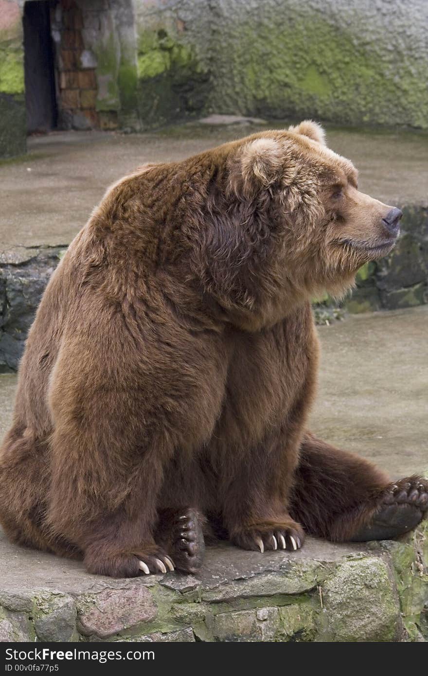 Brown bear