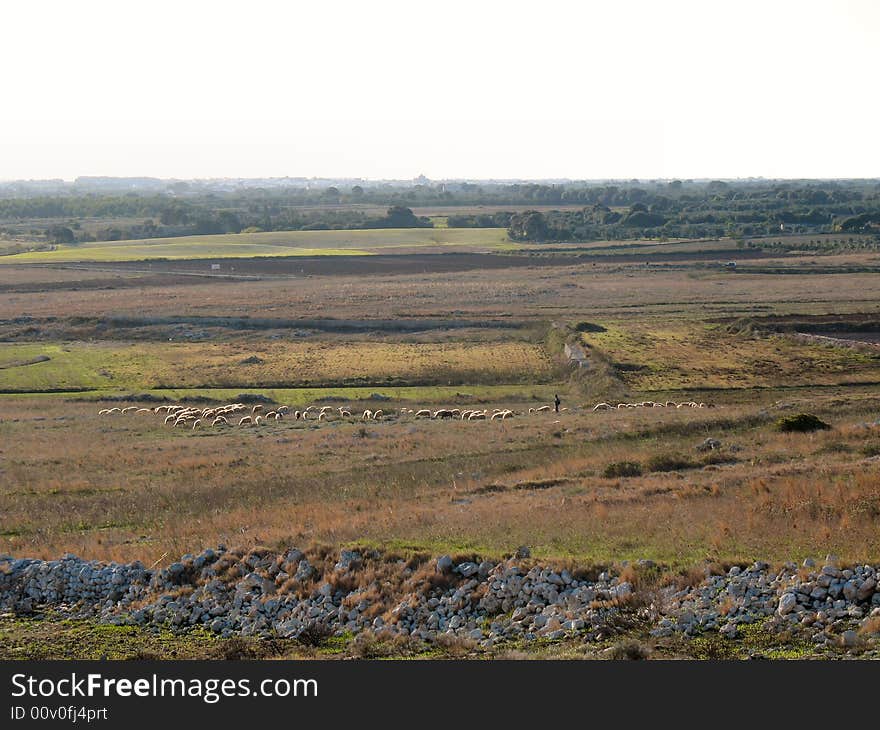 Fields with a shepherd and his flock of sheeps. Fields with a shepherd and his flock of sheeps