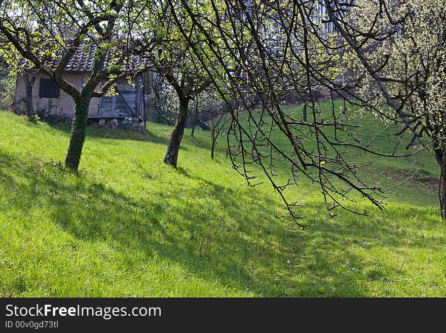 Single old house in the orchard at the sunny day. Single old house in the orchard at the sunny day