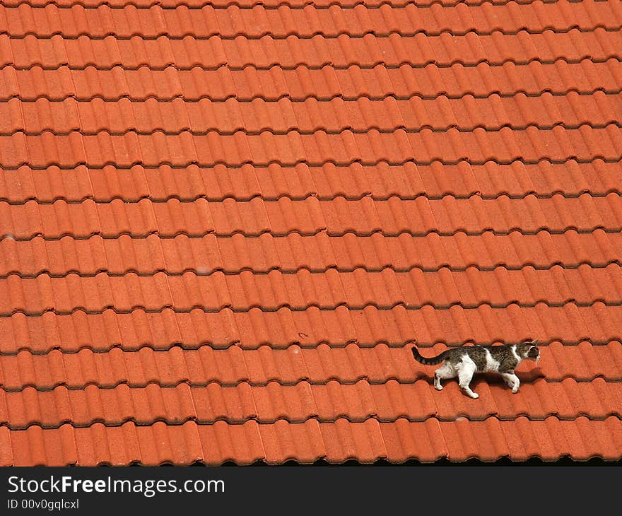 Photo of a cat on the roof. Photo of a cat on the roof