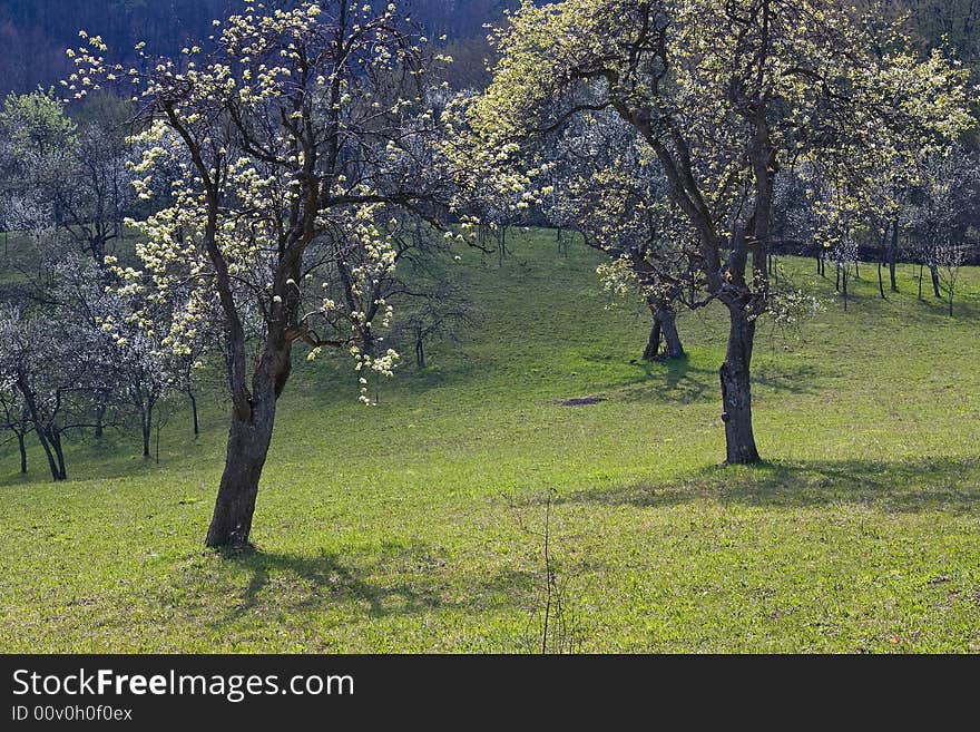 Trees in the orchard