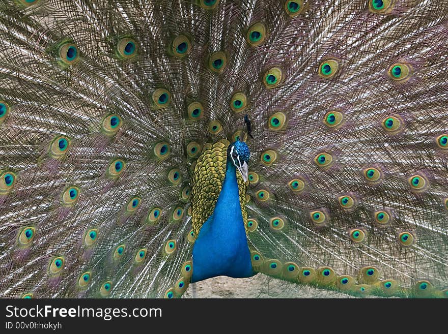 Peacock differentr colored in the zoo