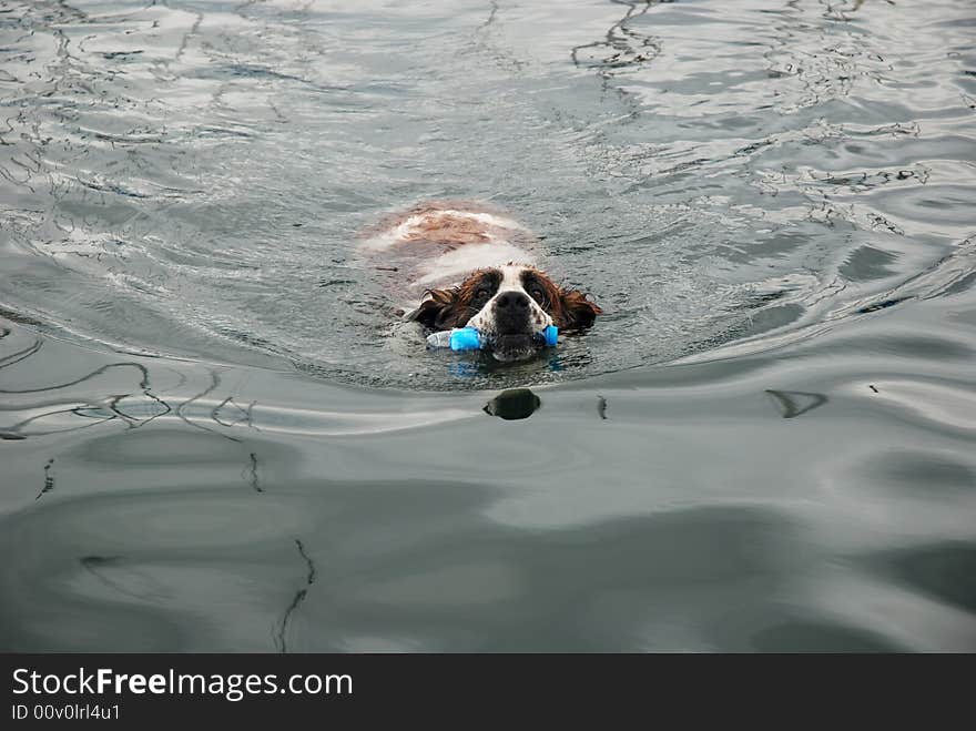 Lazy St Bernard