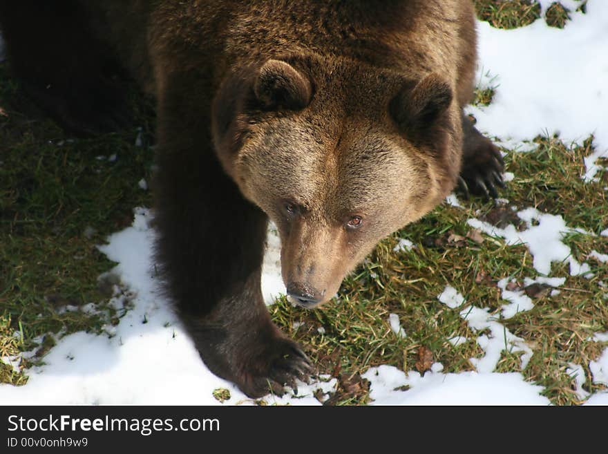 Hirsute brown bear and his look