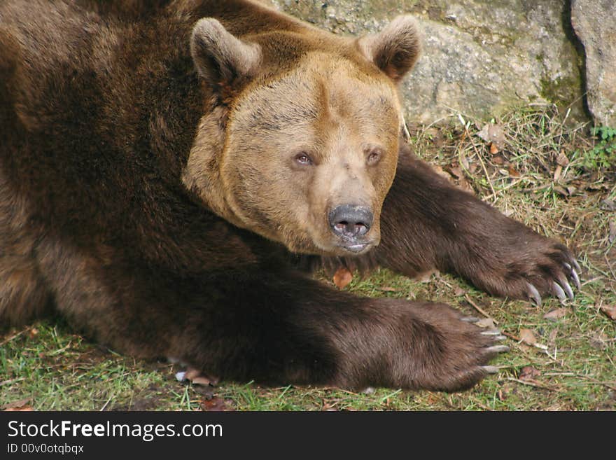 Brown Bear