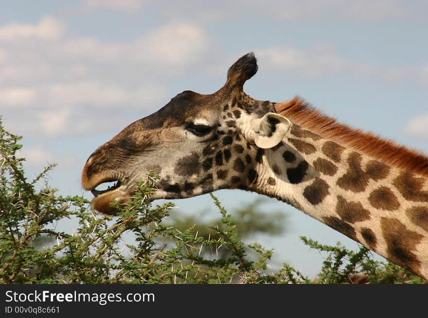 Giraffe headshot while feeding in Africa, looking away from each other